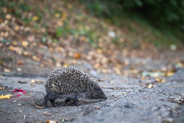 队努力挽留 队努力挽留